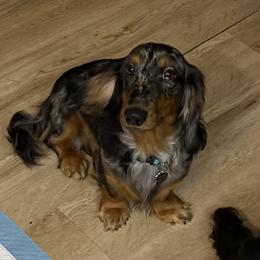 Enrique - Dachshund