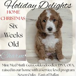 Charm - Apricot female Goldendoodle puppy in Scurry, Texas from 07 Seven Oaks Goldens and Doodles