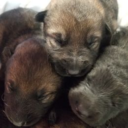 German Shepherd Puppies from Spruce Valley German Shepherds