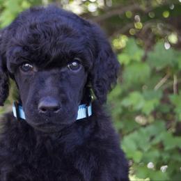 Blueberry - Black male Poodle puppy in Orem, Utah from First Class Poodles