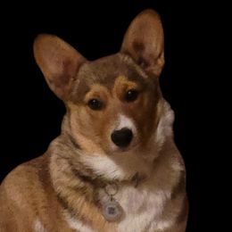 Trooper - Pembroke Welsh Corgi