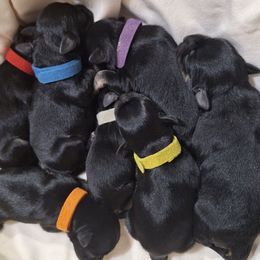 Miniature Schnauzer puppies from West of the Rhine Miniature Schnauzers