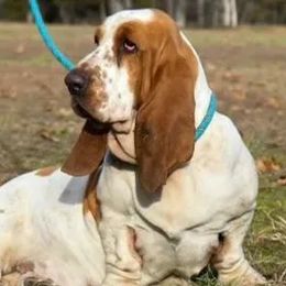 Cricket - Basset Hound