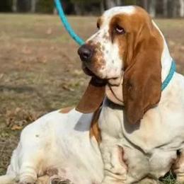Cricket - Basset Hound