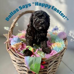 Dallas - Black & white male Maltipoo puppy in Coal City, Indiana from Angel Blue Dogs