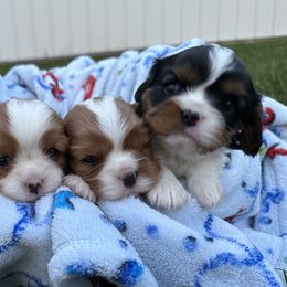 Cavalier King Charles Spaniels from Tidal Tails