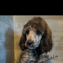 Brindle Female - Brindle female Poodle puppy in Wabasha, Minnesota from Roemer’s Standard Poodles