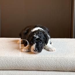 Opal - Black and white female Bernedoodle puppy in Tulsa, Oklahoma from The Poodle Co. Raising Doodles & Poodles