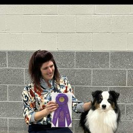 Echo - Miniature American Shepherd