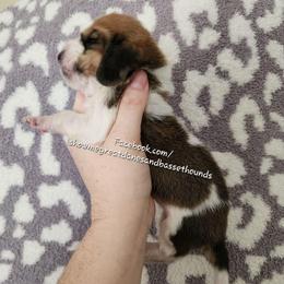 Purple Collar - Mahogany and white female Basset Hound puppy in Alton, Illinois from Show Me Great Danes and Basset Hounds