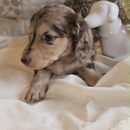 Moo Moo - Dapple female Dachshund puppy in Bergen, New York from T. Rex Doxies & Friends