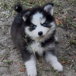 Dasher - Black and white male Pomsky puppy in Spring Hill, Florida from PDQ Pomskies