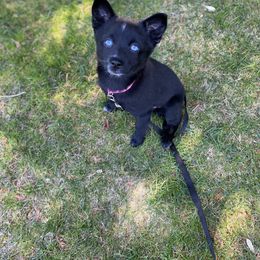 Pomsky Puppies from Michelle's Pomskies