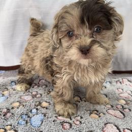 Reese - Fawn male Companion Cross puppy in Lancaster, Kentucky from Dream Paws Puppies, LLC