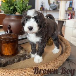 Brown boy - Chocolate merle male Bernedoodle puppy in Modesto, California from Two Doods Doodles