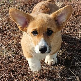 Cam - Red male Pembroke Welsh Corgi puppy in Kiowa, Colorado from Cool Water Corgis LLC
