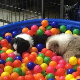 Australian Shepherd Puppies from Big Sky Aussies