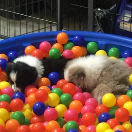 Australian Shepherd Puppies from Big Sky Aussies