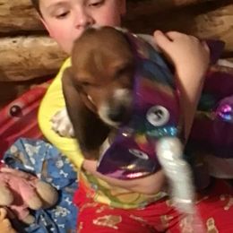 Basset Hound Puppies from Muggsk-9obedience