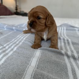 Cavalier King Charles Spaniel Puppies from Fern Valley Cavaliers
