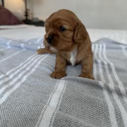 Cavalier King Charles Spaniel Puppies from Fern Valley Cavaliers