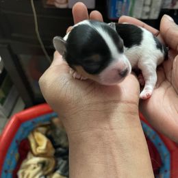 Yorkshire Terrier Puppies from Luxuryminiyorkiesllc