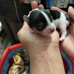 Yorkshire Terrier Puppies from Luxuryminiyorkiesllc