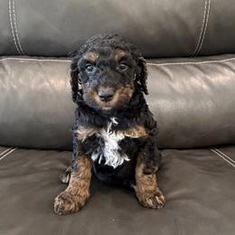 Esme - Brown and Red Phantom - Female - Phantom female Goldendoodle puppy in Wickenburg, Arizona from Gentle Paw Goldendoodles