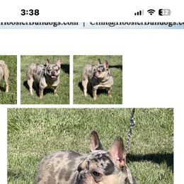 French Bulldog All Grown Up from Olivia’s Frenchies