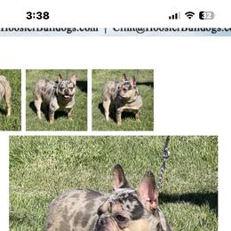French Bulldog All Grown Up from Olivia’s Frenchies