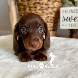 Romeo - AKC - Wirehair - Chocolate and tan male Dachshund puppy in Kemp, Texas from Koli Acres
