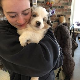 Miniature Australian Shepherd Puppies from Boulder Mini Aussies