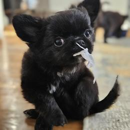 AKC Brave Boss 2500 - Black male Chihuahua puppy in Brooklyn, New York from Nadezhda's Chihuahuas