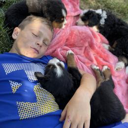 Bernedoodle and Bernese Mountain Dog Puppies from Bernese By Barzees