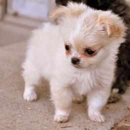 Chihuahua Puppies from Happy Little Chihuahuas