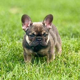 Coco - Fawn female French Bulldog puppy in South Bend, Indiana from Furever Faithful Frenchies LLC
