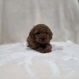 Trixie (AKC) - Red  female Poodle puppy in Rainbow City, Alabama from Spinks Poodles