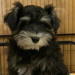 Annie - Black and silver female Miniature Schnauzer puppy in Pottstown, Pennsylvania from Bandwagon Miniature Schnauzers