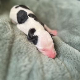 Ivory - White and fawn brindle female Whippet puppy in Clinton, Tennessee from Ivanhoe Borzoi