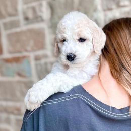 Poodle Puppies from Woofadoodles
