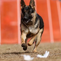 Selene - German Shepherd