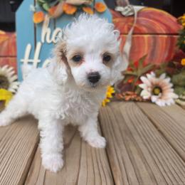 Kody - White male Poodle puppy in Norman, Indiana from Wendy's Dream Poodles