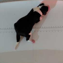 Boy 2 - male English Springer Spaniel puppy in Westmorland, California from IV Springers of California