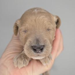 Heart - Apricot female Goldendoodle puppy in Harlem, Georgia from Ivey's Poodles & Doodles