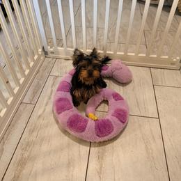 Boy 3 - Black and gold male Yorkshire Terrier puppy in Gilbert, Arizona from Yorkie Your Soulmate Puppy