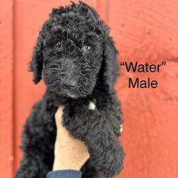 Water - Black male Poodle puppy in St. Johnsbury, Vermont from Poodles of the Northern Woods