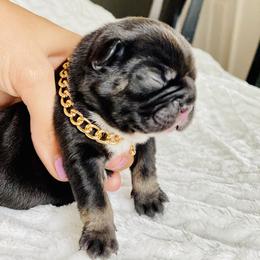 French Bulldog Puppies from Frenchie Paws