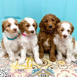 Goldendoodles and Poodles from South Paw Doodle Co