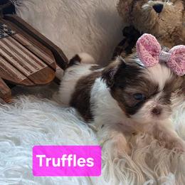 Truffles - Tricolor female Shih Tzu puppy in Center Point, Iowa from Puppies in a Box Shih tzus