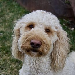 Halen  - Goldendoodle